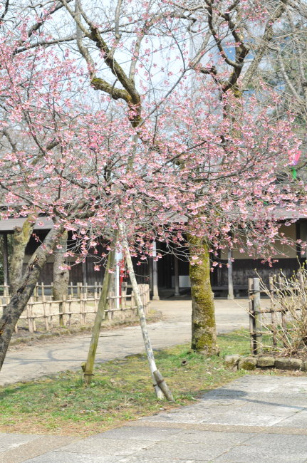 珍しい桜