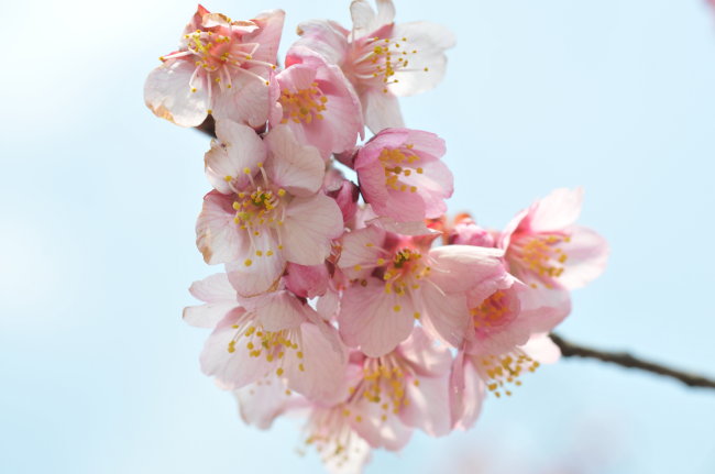 新種の桜