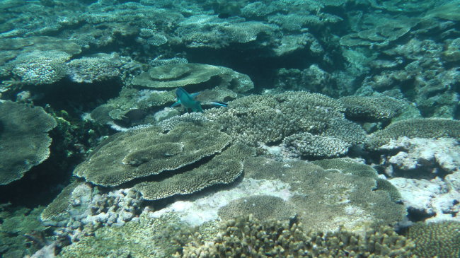 八重干瀬の珊瑚礁