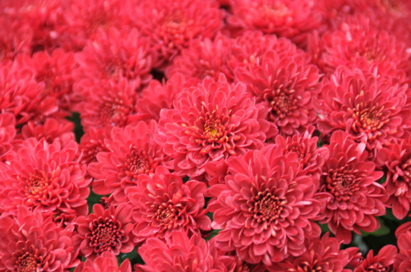 赤い菊の花