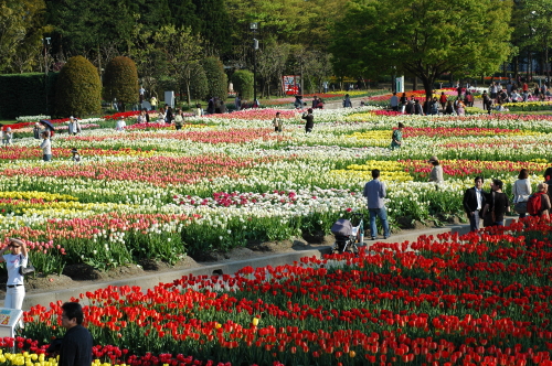Tulip Fair 2009